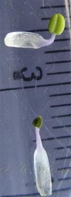 Stamens